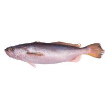 Bangamary Fish
